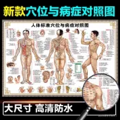 🔥免運🔥台灣出貨🔥臺灣人體穴位圖 大掛圖 中醫養生十二經絡穴位 男性艾灸穴位海報 按穴位 艾灸圖 針灸圖 針灸 穴
