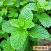 🌱 一元一粒矮化日式盆栽薄荷種子超低價可食用薄荷猫薄荷驅蚊四季種植好養易活發芽率高種子花苗高產植物