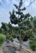 【盛宏園藝】三河黑松︱庭園黑松︱造型日本黑松E603 ︱頭徑10~25公分︱高度200公分~500公分 (請自取)