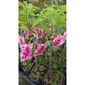 杭家園藝 三色櫻 嫁接櫻花苗