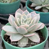 沅鈺農場   多肉植物   玫瑰女王
