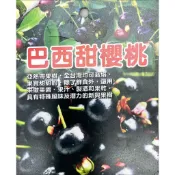 巴西甜櫻桃實生苗高20-30公分 巴西甜櫻桃