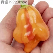 現貨🌶️【橘虎 F4 辣椒種子】🌶️新種上市 （中辣）高度約為160 CM 果實高產可觀賞可食用辣椒種子 庭院陽台種籽