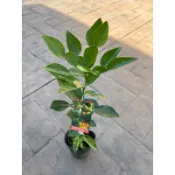 泰國檸檬 / 馬蜂橙｜5吋苖植袋～嫁接果樹苖木⋯