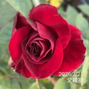 父親節 Oh My!™ 庭院豐花 庭院大花 強建 開花性強 耐熱 《四季有花玫瑰園》下單前請詳閱敘述 玫瑰苗 玫瑰