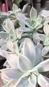 石蓮花 朧月 景天科 多肉植物 可食用