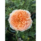 《艾菲》🈶貨🌹 玫瑰花盆栽苗 🌹 玫瑰苗 🌹 玫瑰花苗 🌹 玫瑰盆花 🌹玫瑰花🌹