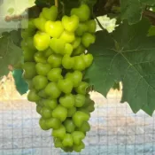 葡萄樹種子  葡萄苗 水果盆栽 當年結果 庭院盆栽 陽台盆栽 耐寒高產 巨峰葡萄 四季種植