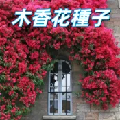 【木香花種子】台灣現貨 白木香黃木香 爬藤開花香花 陽台庭院盆栽 易種好養 發芽快速 香氣濃郁 四季開花