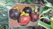 花田厝_水果苗—馬士特山竹(嫁)--風味更優~又稱：陀螺山竹/6吋高約30-40cm