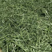 【毛孩專屬牧草堂】高纖綜合萌寵牧草 內有一割 二割 提摩西 苜蓿 燕麥草 甜小麥 百慕達 磨牙排毛預防毛球便秘不適