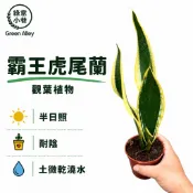 綠意小巷‼️本月新品‼️特價中‼️【霸王虎尾蘭】淨化空氣。耐陰。三寸盆。