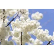 東園種苗 八重櫻 櫻花
