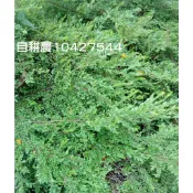 錫蘭葉下珠苗 種在移植袋高約20公分蝦取最多7棵宅配25棵