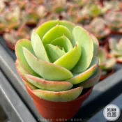 一吋迷你盆【桃之嬌】多肉植物|多肉|景天科｜療癒小物| 組盆|綠手指必備|［Xuan肉園］