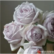 (現貨請聊聊）La mer海洋 玫瑰花 玫瑰花月季 盆栽 保濕枝條 苗 植株盆栽