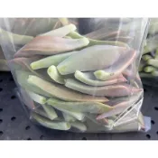 【✅SGS檢驗合格】可食用 石蓮花 300g 無農藥 食用蔬菜 朧月 多肉植物 綠化植物