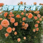 【甜夢薔薇花種子】藤本月季種子 攀藤玫瑰 庭院圍欄陽台爬藤植物 四季開花 易種好養 花苗 香花植物 可盆栽 薔薇花種