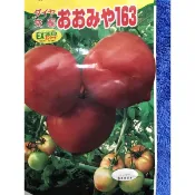 【樺蕊蔬果種苗行】日本桃太郎蕃茄苗 番茄苗 大果 紅色蕃茄苗 抗病強 好照顧 蕃茄苗，桃太郎蕃茄苗