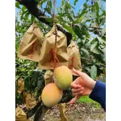 芒果、凱特芒果、紅凱特 、金煌、玉文 自產自銷 ［大內84果園 ］10斤 20斤 30斤 免運費 賣場另有好物，歡迎選購