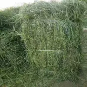 【牧草天堂randy-liu】大包飼草10公斤15公斤小寵牧草兔子龍貓豚鼠荷蘭豬牛羊馬提摩西一割百慕達苜蓿燕麥草