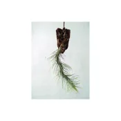 (店+)空氣鳳梨 小狐尾 Tillandsia Funckiana（綠葉型小狐尾）