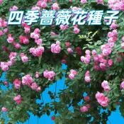 【四季薔薇花種子】 迷你玫瑰 多花玫瑰 盆栽花卉 陽台庭院 爬藤 易開花 多年生 濃香 重瓣 開花機器 四季開 花苗