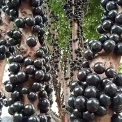 百花園藝在地「樹葡萄」嘉寶果種子｜陽台盆栽輕鬆種！自家採果好食好趣味，開花結果滿滿成就感，園藝新手也能變綠手指～