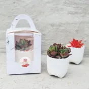 【荳荳多肉】【2吋白瓷盆-50盆1組】│送禮│多肉植物│