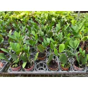 🍁香亭苑🍁 金錢樹 3吋盆 觀葉植物 💲特價50元