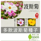 大波斯菊(約500-600粒) 紋瓣大波斯菊(約150粒) 黃波斯菊(約300粒) 波斯菊 花海種子【綠色山嵐】