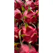 台灣紅肉火龍果 一箱10台斤