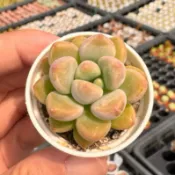 黃金達摩姬秋麗/1吋🌵【療癒多多肉】全館訂單需滿200元才會出貨🚚