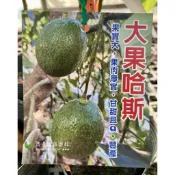 大果哈斯 Hass 酪梨苗 嫁接苗 美國 加州哈斯 哈斯酪梨 肯尼亞哈斯 酪梨牛奶 酪梨 樹苗 盆栽 平克頓 皇家一號
