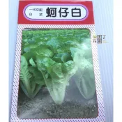 【滿699起免運】DIY種子栽種 成就滿滿~蚵仔白(一代交配白菜) 【園丁花圃】