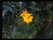 妞妞花園 芳香萬壽菊 枝條 1枝3元