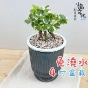(店+)白雪福祿桐【現貨】4吋透明條紋免澆水盆栽 室內植物 室內盆栽 懶人盆栽 水培植物 水培盆栽 觀葉植物