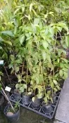 花田厝 喬木 ** 茄苳 茄苳樹 (重陽木) ** 10吋盆/高2米半 米徑3cm/優質庭園用樹 