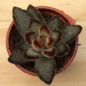 🌵福祥仙人掌🌵1吋盆 野兔耳 多肉植物