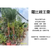 心栽花坊-羅比親王海棗/羅比親王椰子/1尺盆/綠化植物/室內植物/觀葉植物/特價2000