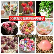 隔日到貨🚀多肉種子大全 超全品種多肉 多肉種籽子玉露種子生石花多肉植物四季種植易活室內室外花卉種子超低價