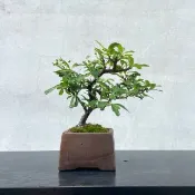 小品盆栽-紅果狀元紅 結果 盆景 送禮