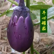 嘉義現貨牛心罐茄種子QZ-8 大果紫皮白肉茄子種子新手易種爬藤家庭蔬菜 四季播種高產農家果菜種子