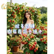 現貨隔日寄 四季樹莓種子 覆盆子種籽桑葚種子 樹莓種子 覆盆子籽 紅莓籽 山莓 野莓果 聚合果 多年生灌木 樹莓種子野果