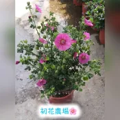 初花農場|小花木槿|5吋盆|觀花植物|----特價150
