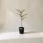 ｛英宏｝紫檀3寸 楓港柿 台灣紫檀 室外植物 陽光植物