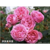 玫瑰天地 賣場3盆起才有出貨 3吋品種玫瑰苗 一箱最多8盆 伊芙索菲亞