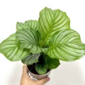 青蘋果竹芋 Calathea orbifolia 雨林 觀葉 斑葉 網紅 IG 室內 植物 小李植栽