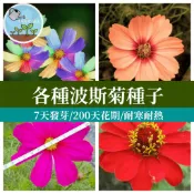 秋播花海推薦 大波絲菊種子 波斯菊花種 四季花籽 庭院陽台盆栽 易種好活 蜜源植物 招蜂蝶 花壇綠化 大量現貨