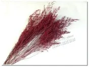 ◎花語人造花資材◎＊乾燥花卡斯比亞(情人花)-酒紅＊捧花~永生花~不雕花~花束~情人節花藝教學材料